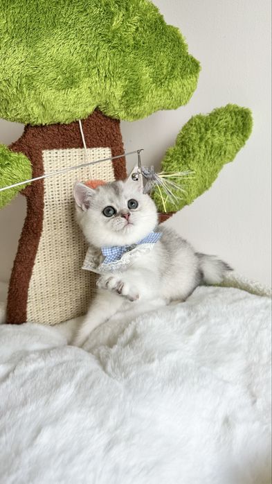 Fetita British Shorthair Chinchilla Silver - Certificat pedigree