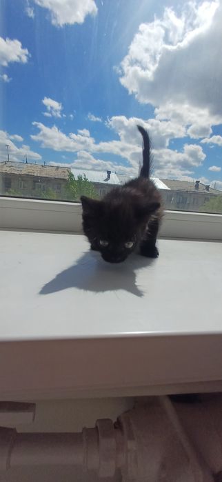 Отдадим котят даром