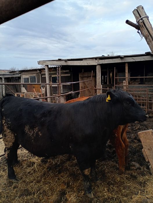 Продам быка, возраст полтора года