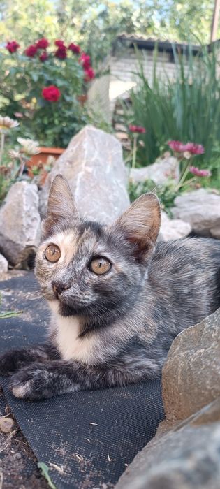 Котёнок девочка.