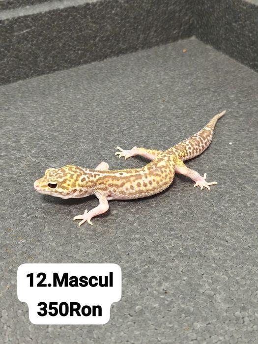 Soparla Gecko Leopard