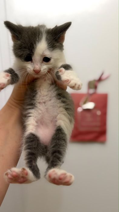в добрые руки котята