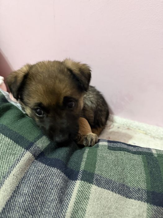 отдам в добрые руки