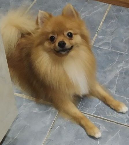 Шпиц помиранский породистый