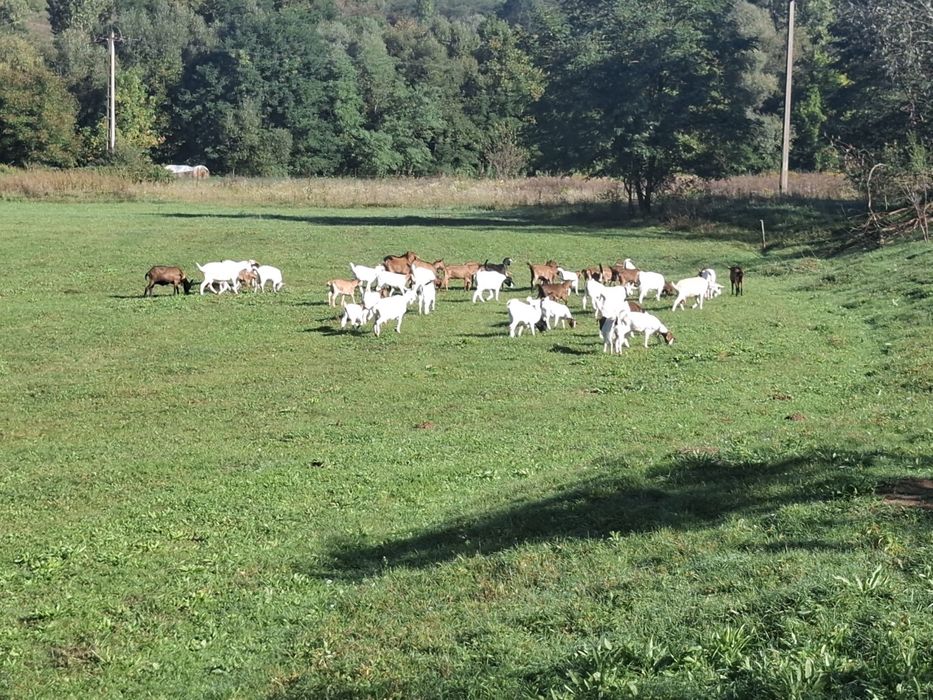 Capre Boer si Alpina franceza de vanzare