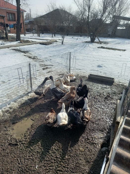 Утки домашние кряколки и индоутки