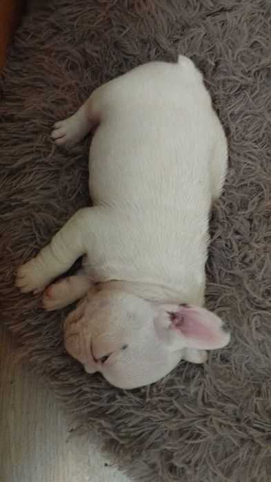 Френски булдог, домашен приятел