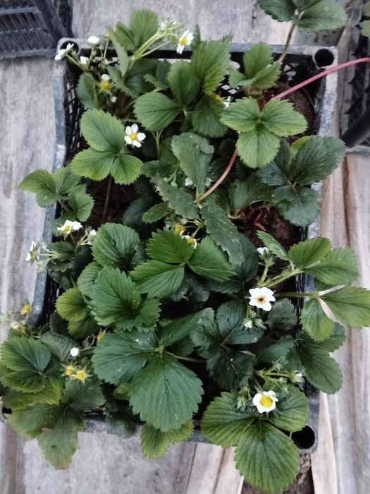 Кулупней ку́чати кареский сорт ва Изабелла сорт бор тайор ку́чат