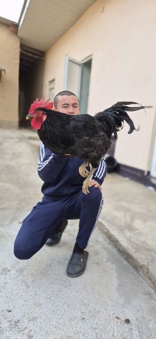 Zoti qora shahzoda toza qonli narxi 850 000 soʻm