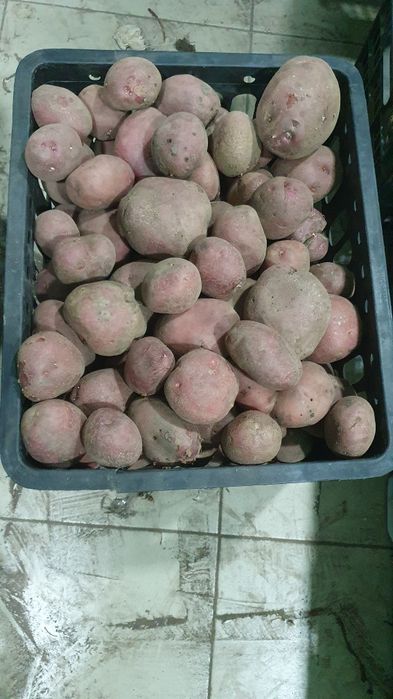 Домашний картофель