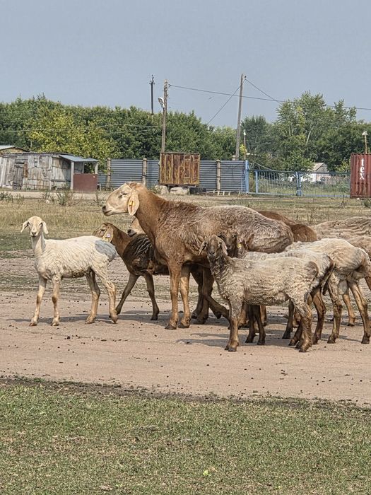 Продам племеных Кошкаров для силекции