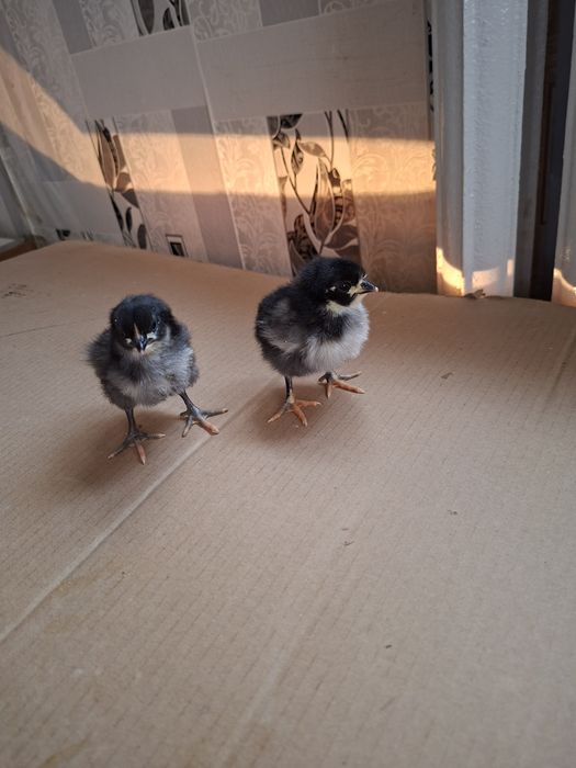 Продаются цыплята породы Австралорп