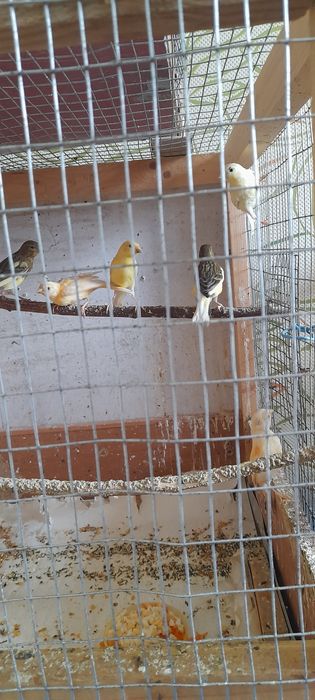 Конарейки самцы и