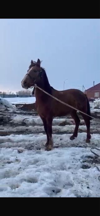 высококровный жеребец