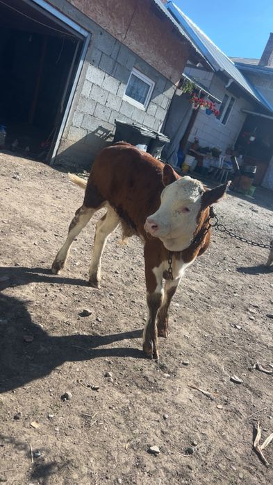 Vând vițel.        .