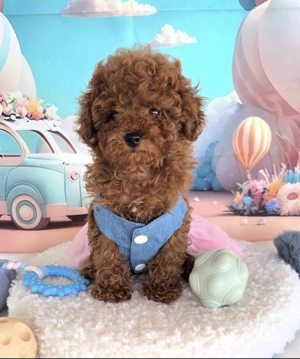 Пудел той Poodle toy с родословие