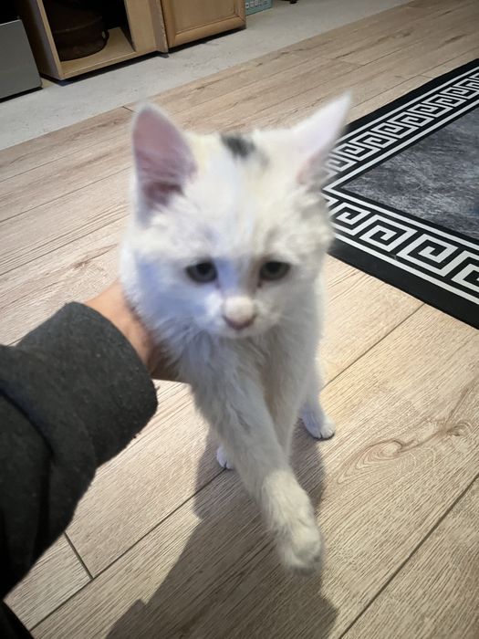 Шотландский мысық