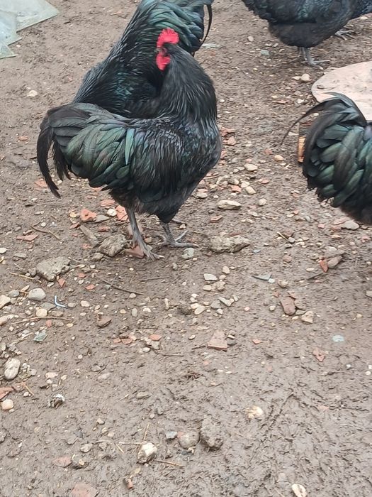 Vind cocoșii Australorp.