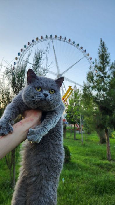 Кошка Британский