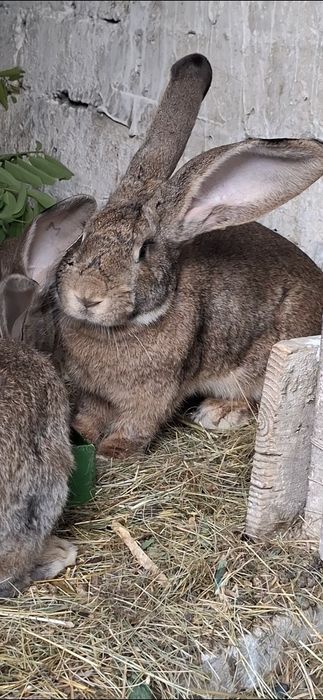 Femelă uriaș german linie foarte bună
