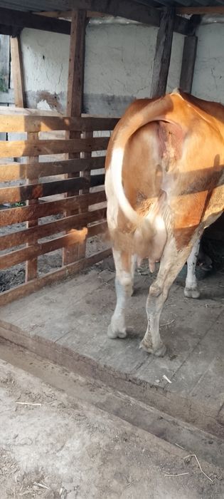 Продам корову с теленком