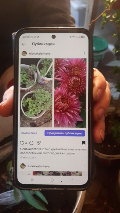 Многолетние цветы  для сада