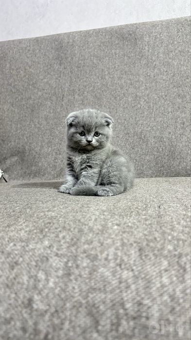 Продаються котята британские длинашорстные