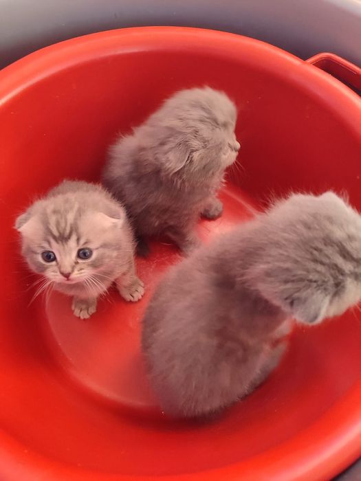 Котята вислоухие