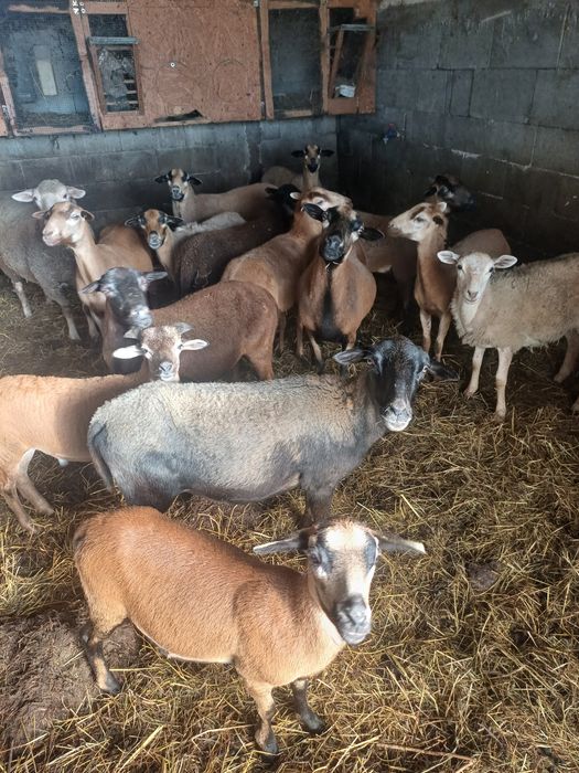 Animale de vanzare