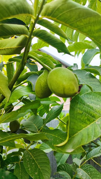 Китайский Орех (Қабығы Жұқа)