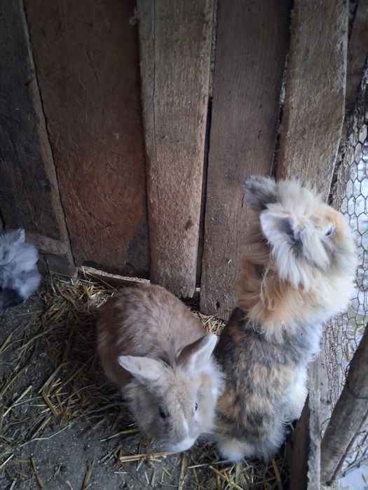 Vând iepuri diferite rase