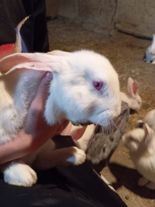 Продаётся кролики