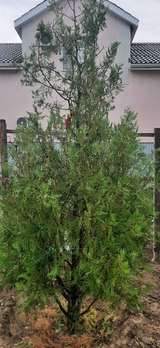 Саженцы хвойных деревьев