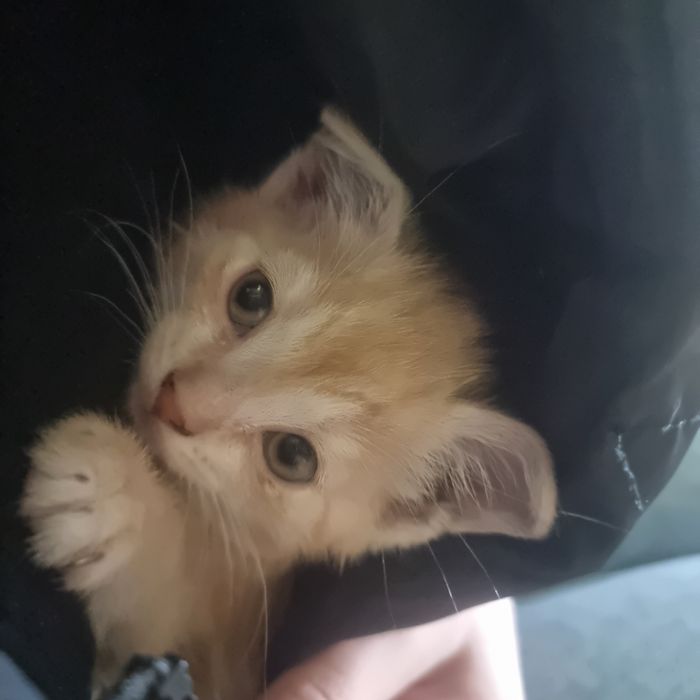 Продам котенка порода британец