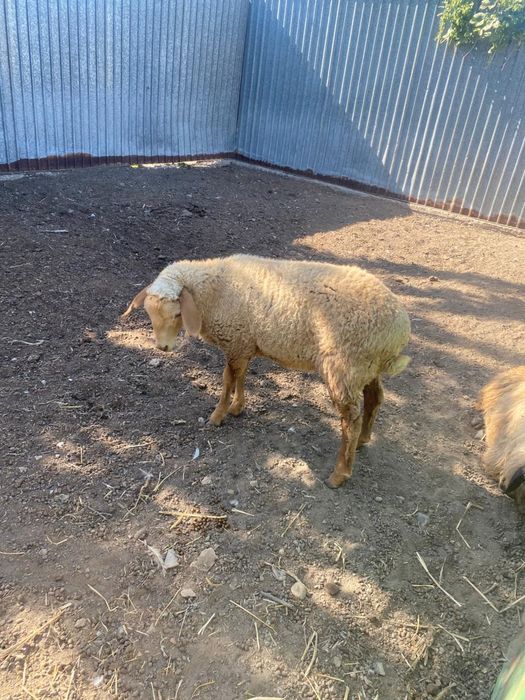 2 кочкара 2 матки 1 ягненок