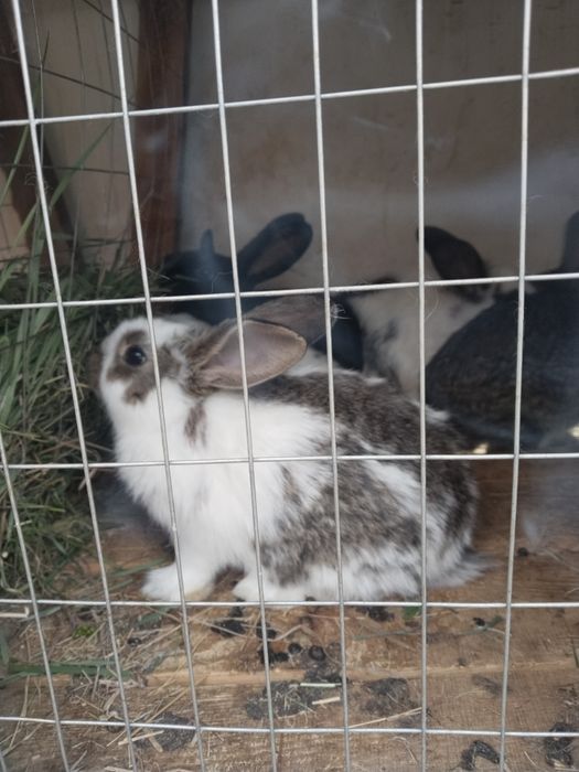 Продам кроликов пестрый