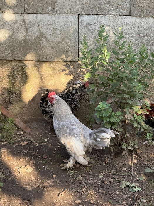 Vand pereche,cocosel si gainuse liliputi