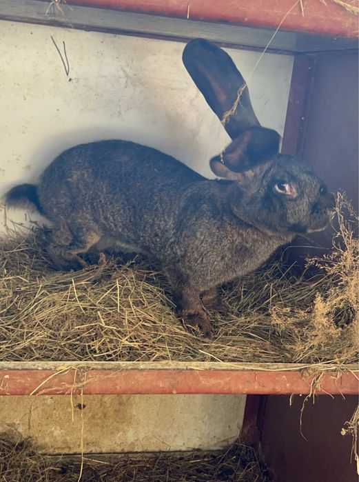 Femele si masculi urias gefman gri si gri fier