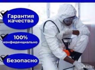 Дезинфекция дезинсекция дератизация dezinfeksiya от клопов