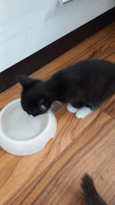 Котята  и кошечка ищут дом