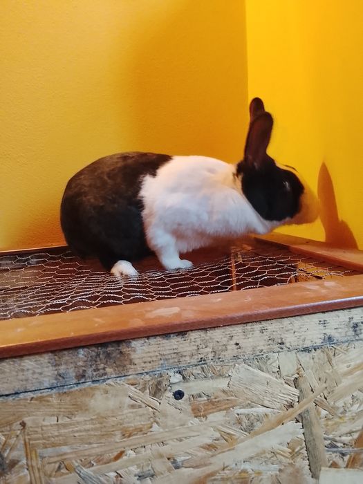 Iepure hycole francez femelă