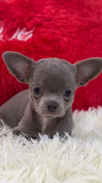 Чихуахуа девочка лиловая