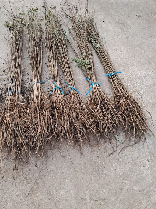 Puieti salcâm frasin fag carpen ulm plop mesteacăn brad molid Tei arin