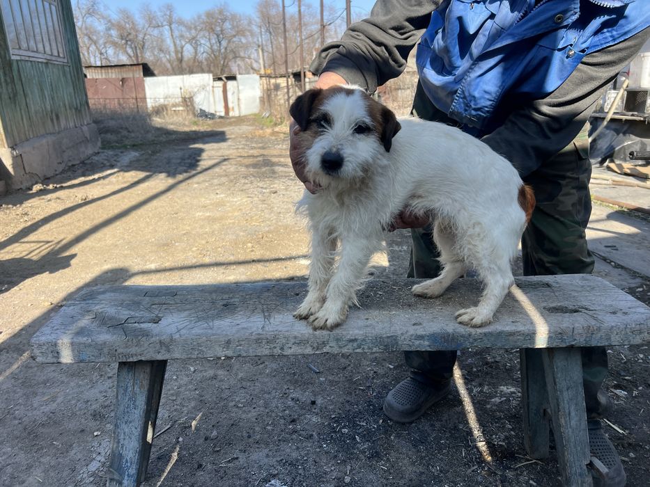 Продам ягдтерьер