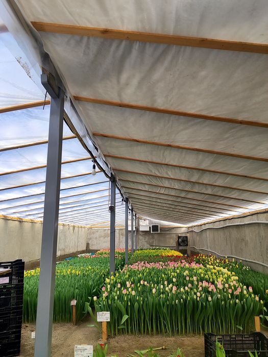 Предзаказ на тюльпаны к 8 марта