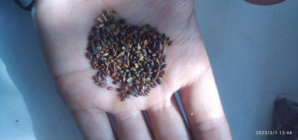 Goluboy yel archa uruqni pachkasi 30 ming somdan ichida 20 dona uruq b