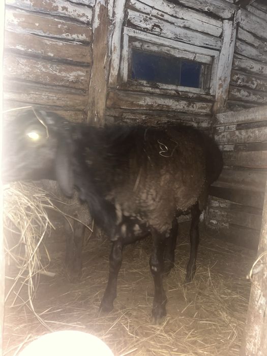 Продаю откормленного барана