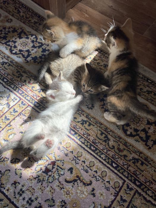 Котята в хорошие руки