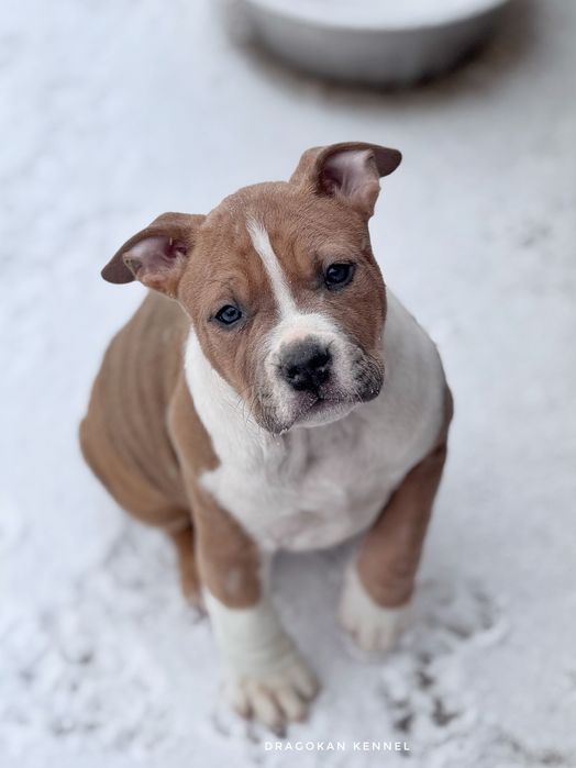 Pui amstaff rasa pură cu pedigree