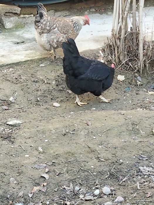 Tovuq Xo'roz sotiladi